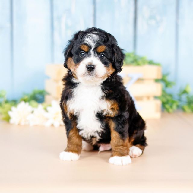 F1 best sale mini bernedoodle